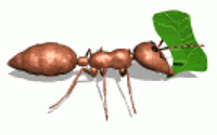 مورچه حیوانات