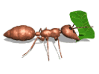 اگر زرتشتی ها چنین سفارشی از زرتشت داشتند گوش فلک را کر می کردند / نهی از خوردن آنچه مورچه می برد