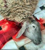 تفاوت کشتار حیوانات در اسلام و زرتشتی چیست؟